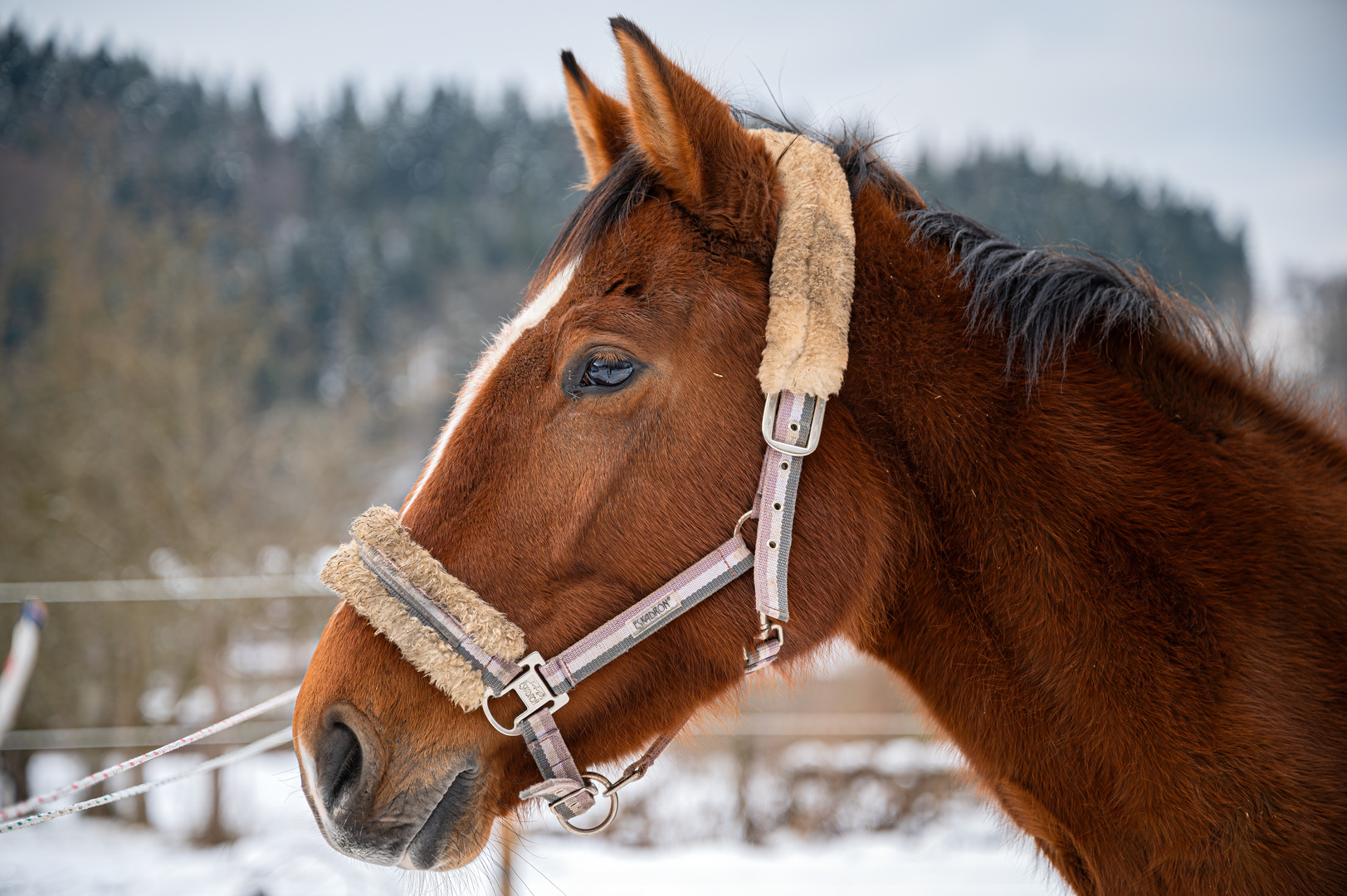 Ein braunes Pferd mit schönen Augen