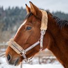 Ein braunes Pferd mit schönen Augen