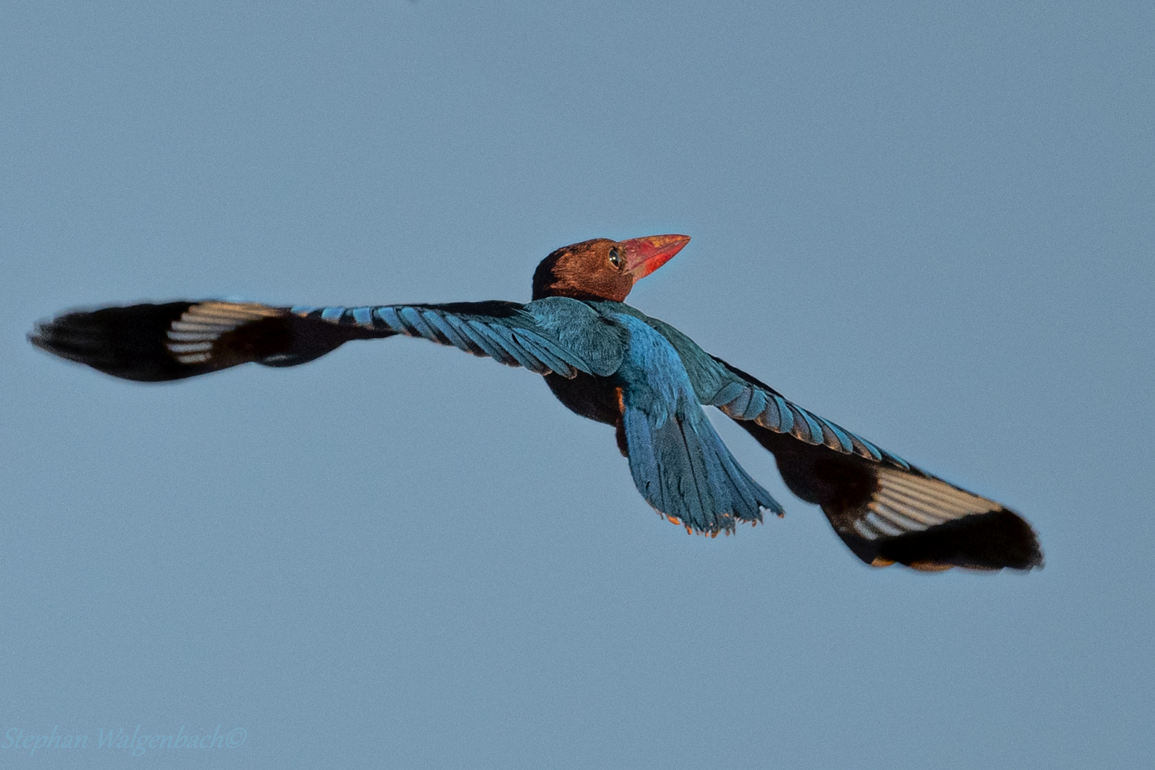 Ein Braunliest (Halcyon smyrnensis) im Flug