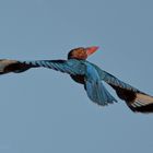 Ein Braunliest (Halcyon smyrnensis) im Flug