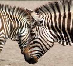 ein Brazebra ?? :-)