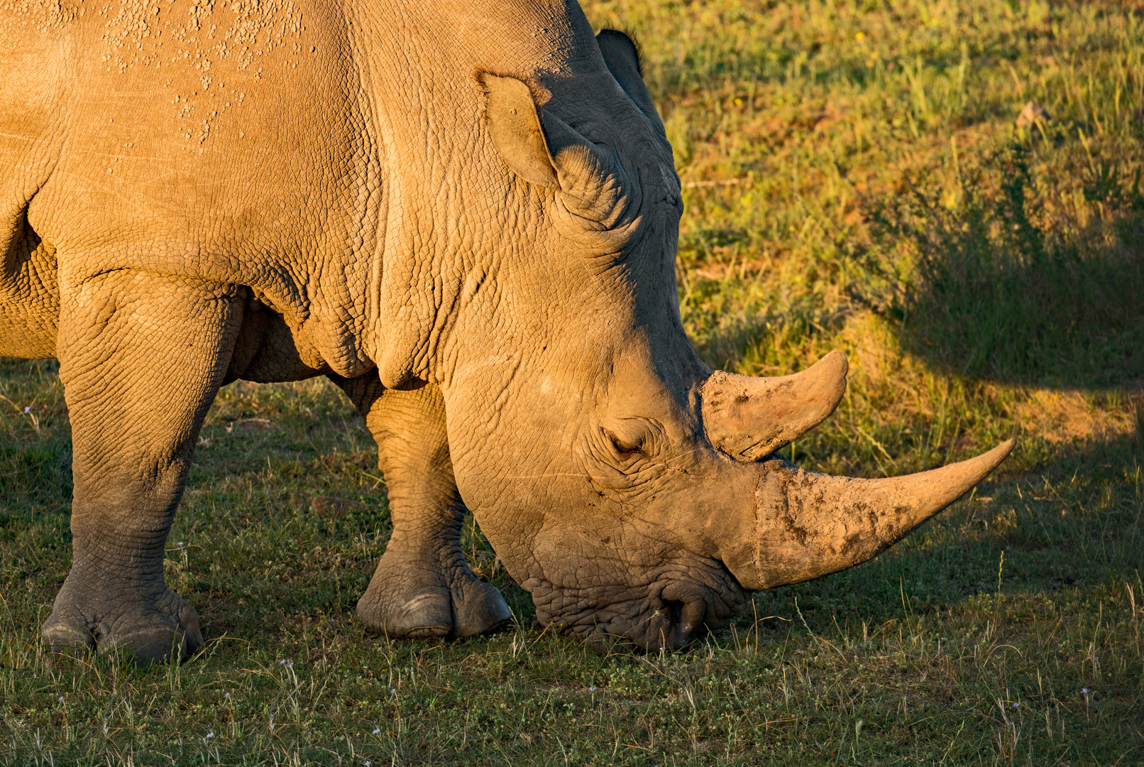 Ein Breitmaulnashorn beim Abendessen