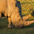 Ein Breitmaulnashorn beim Abendessen