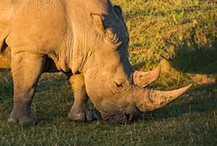 Ein Breitmaulnashorn beim Abendessen