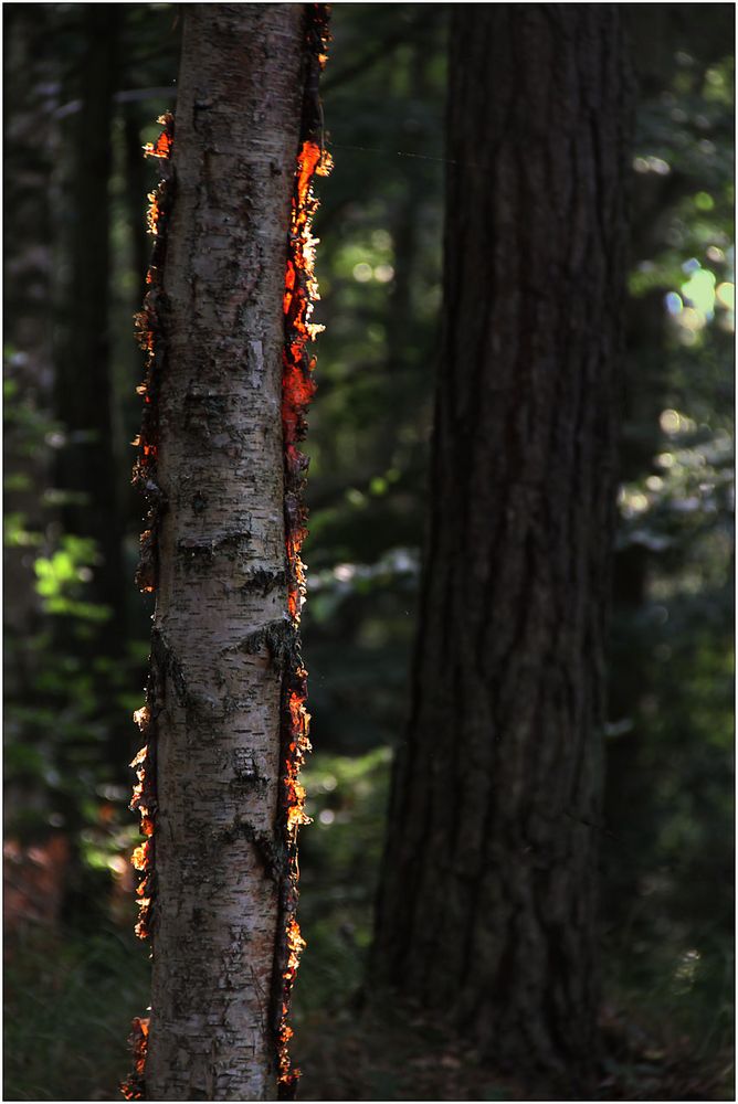 Ein brennender Baum?