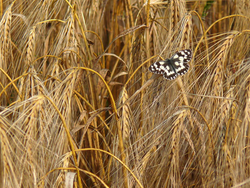 Ein Brett im Kornfeld ;-)