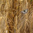 Ein Brett im Kornfeld ;-)