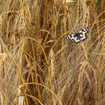 Ein Brett im Kornfeld ;-)