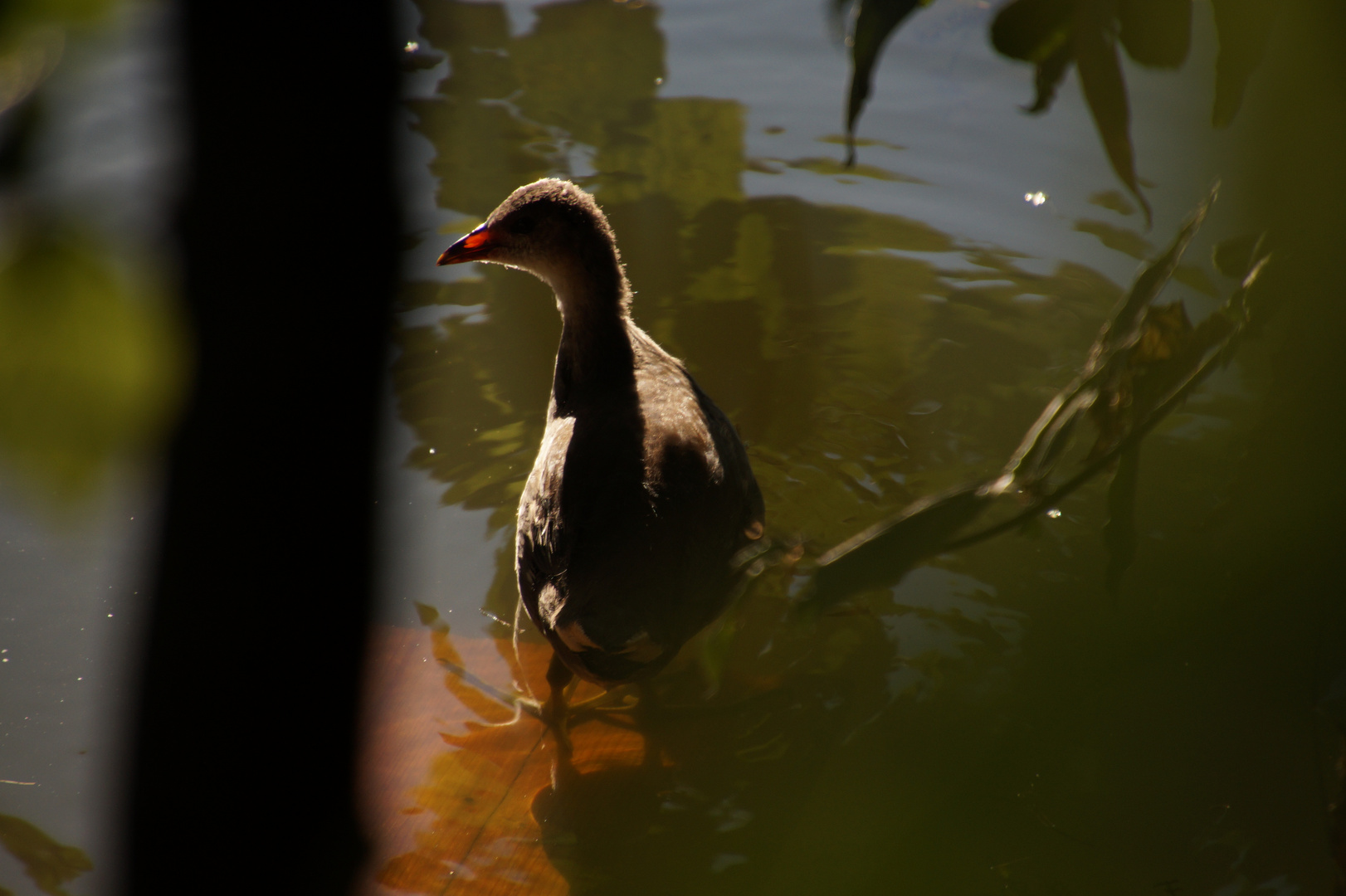 Ein Brett,Sonne und Wasser welch eine Freude....