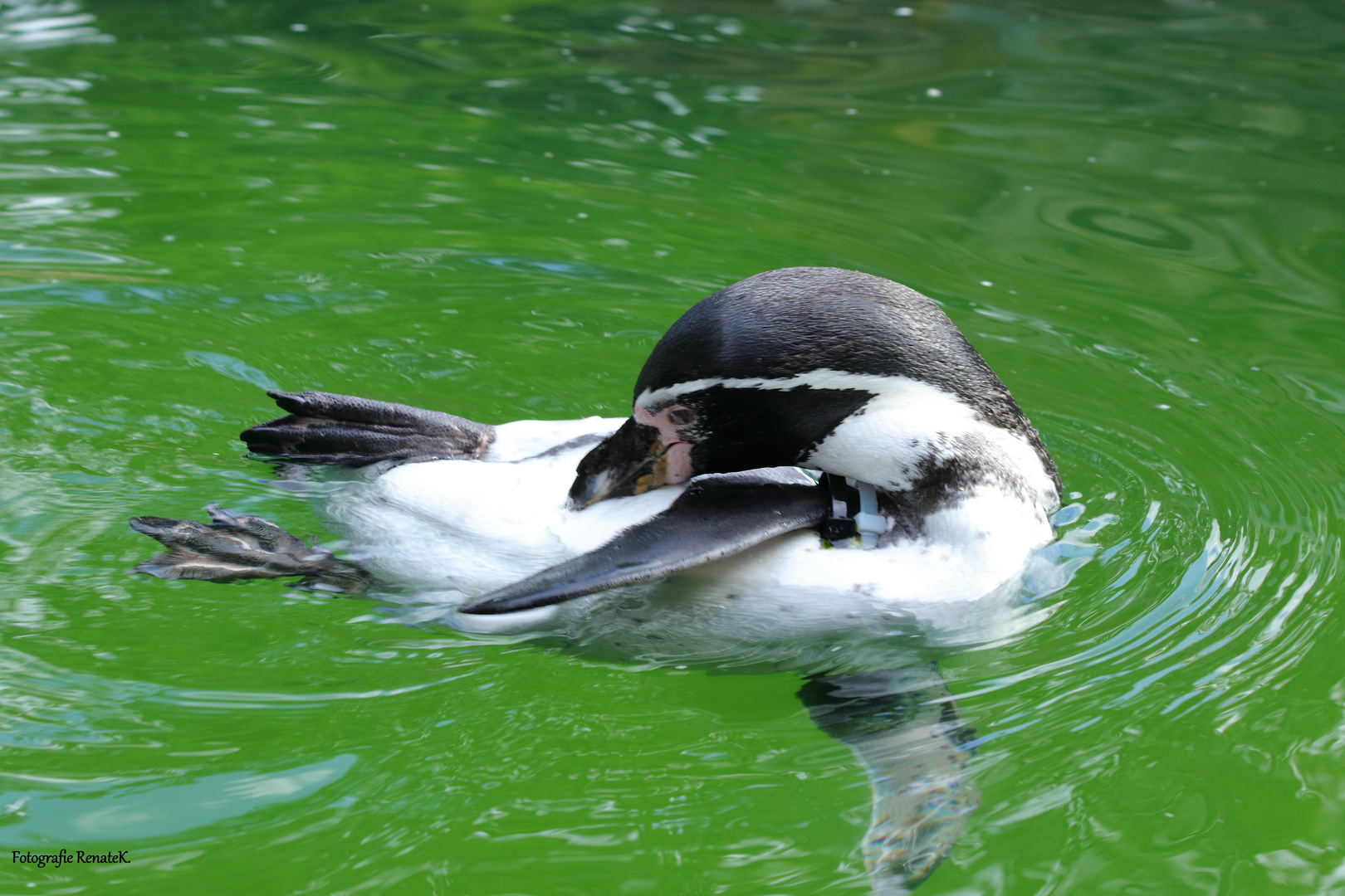 Ein Brillenpinguin beim Bade