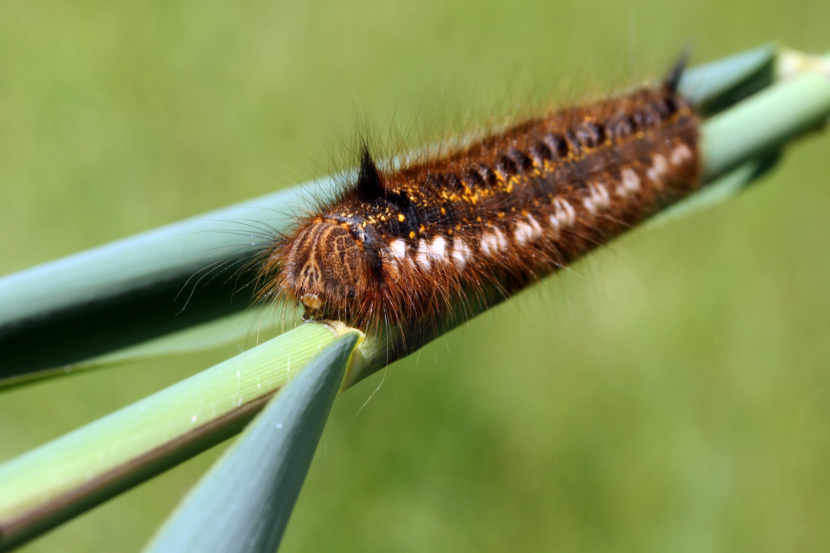 ein Brombeerspinner ?