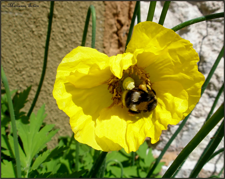 Ein Brummelbärchen...