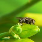 Ein Brummer macht Pause