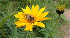 Ein Brummerle auf der Blüte einer Indianerkartoffel...