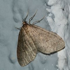 Ein Buchen-Frostspanner (Operophtera fagata) - Familie Spanner (Geometridae)