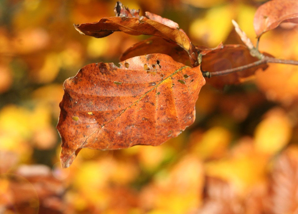 Ein Buchenblatt