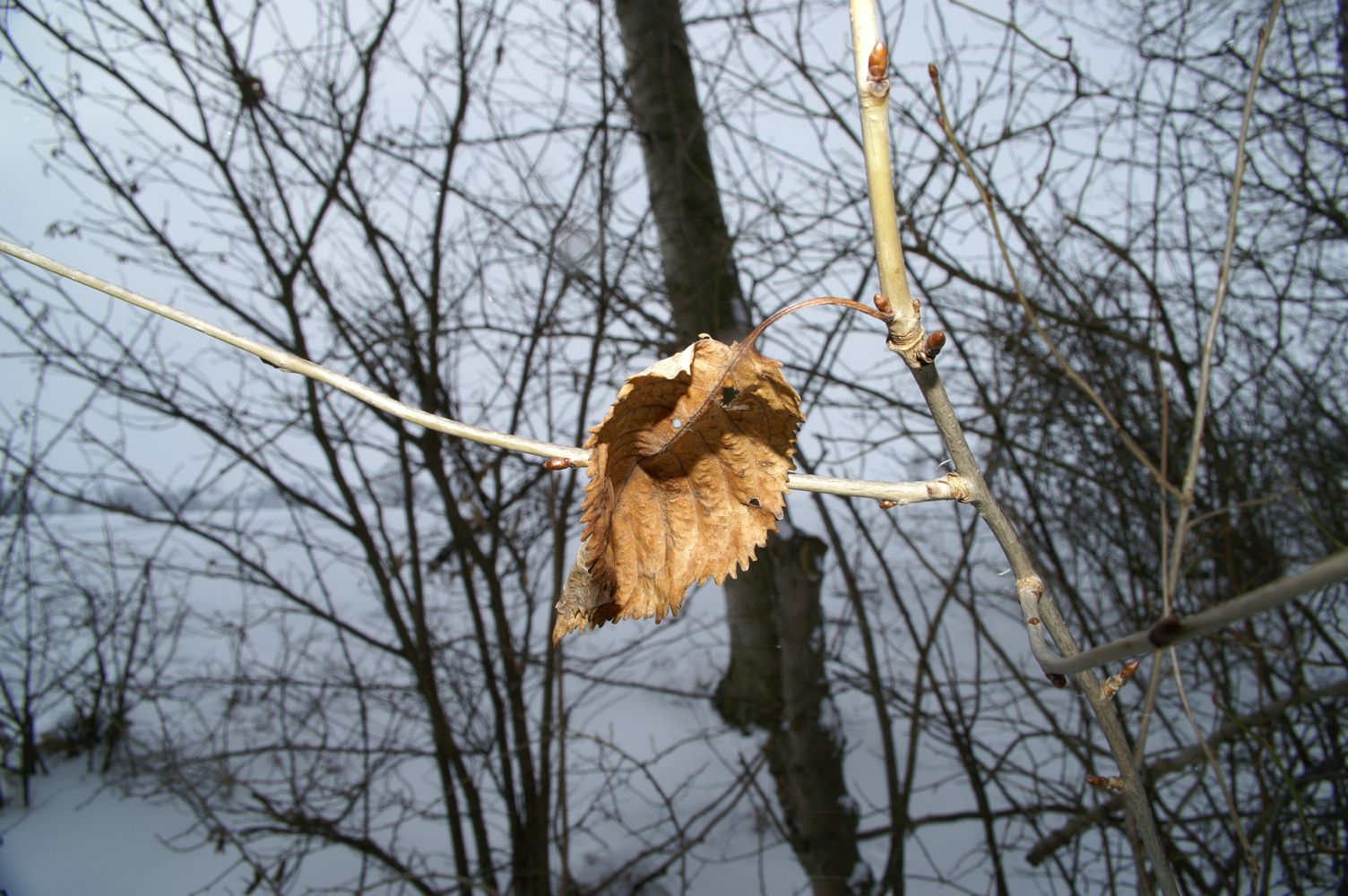 ein Buchenblatt