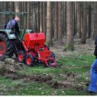 Ein Buchenwald wird angelegt