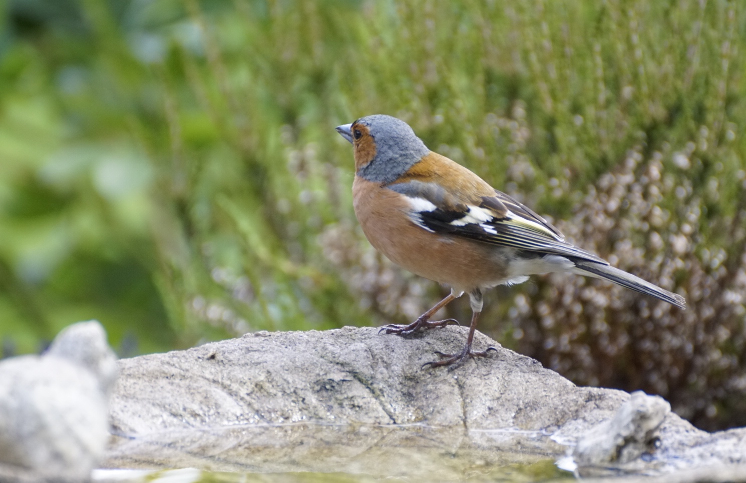 Ein Buchfink an der Vogeltränke