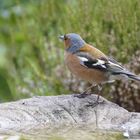 Ein Buchfink an der Vogeltränke