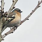 Ein Buchfink macht ein Päuschen im Baum ...