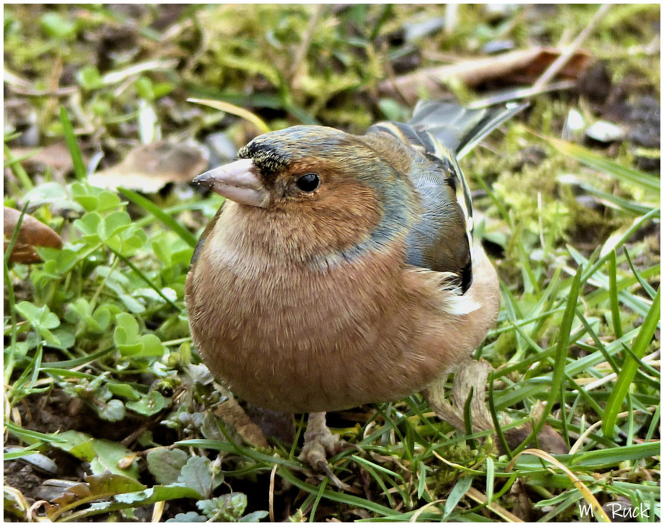 Ein Buchfink zu Besuch im Garten ,