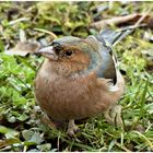 Ein Buchfink zu Besuch im Garten ,