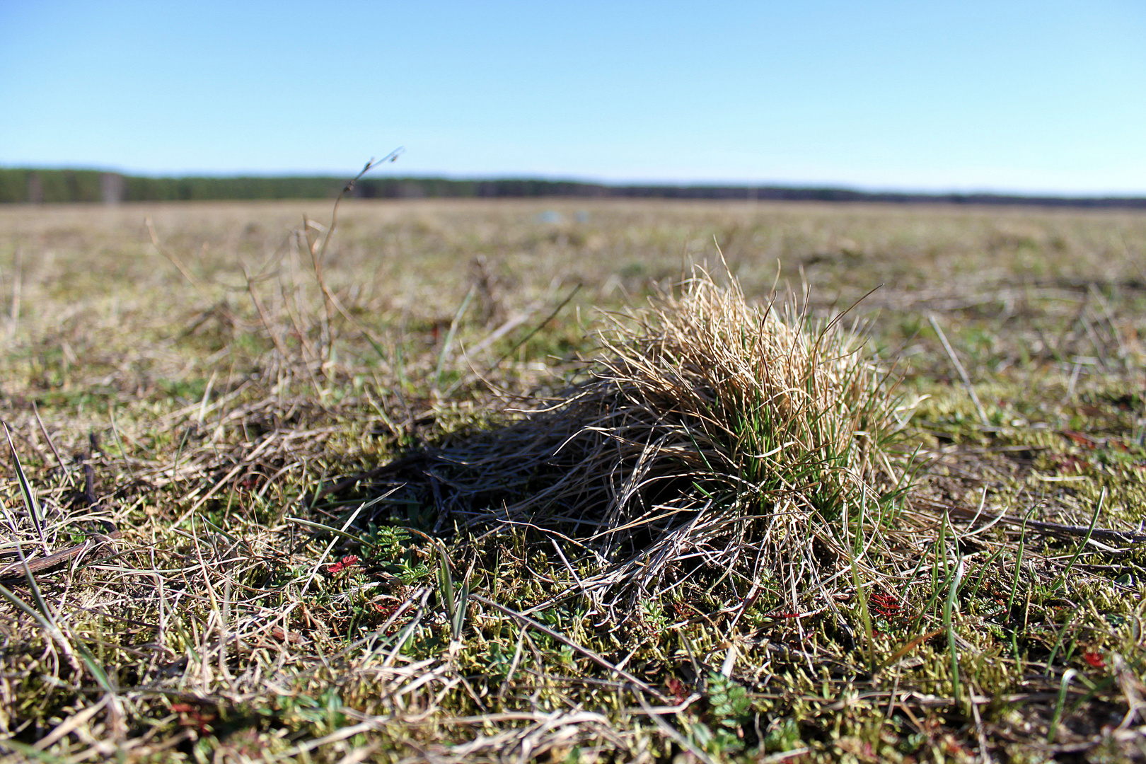 Ein Büschel Gras