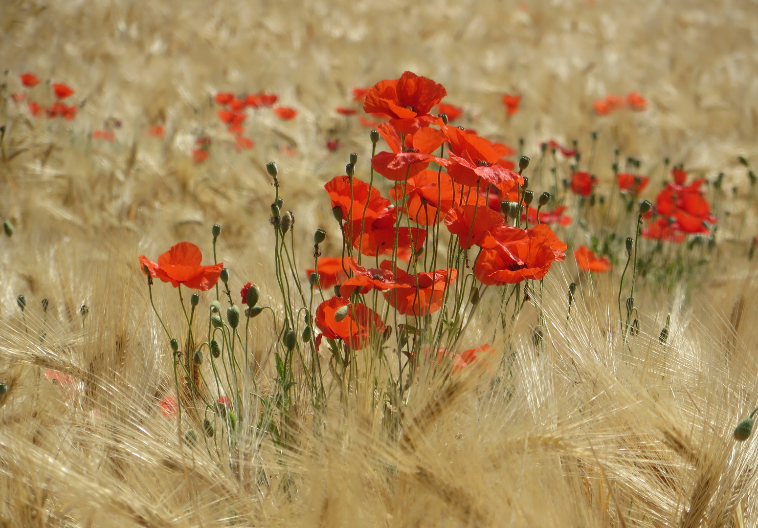 ... ein Bukett von Mohnblumen !!!...