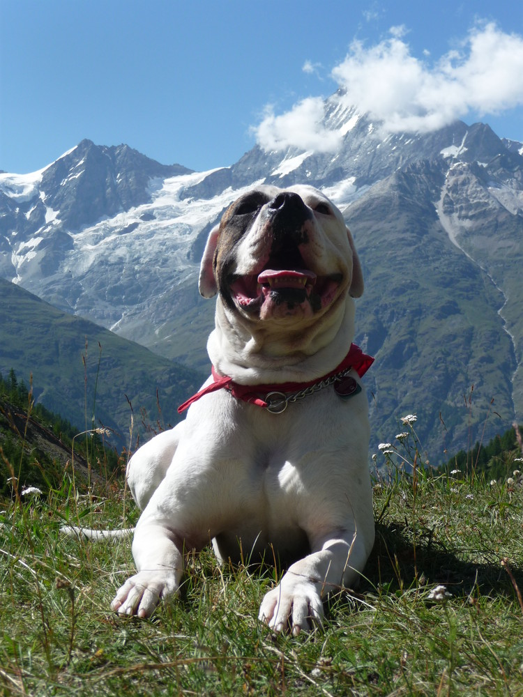 Ein Bulldog macht Urlaub