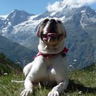 Ein Bulldog macht Urlaub