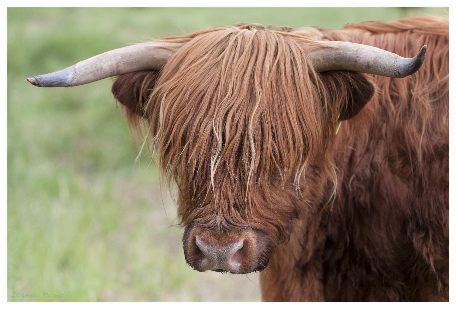 ein Bulle mit Pony-Frisur