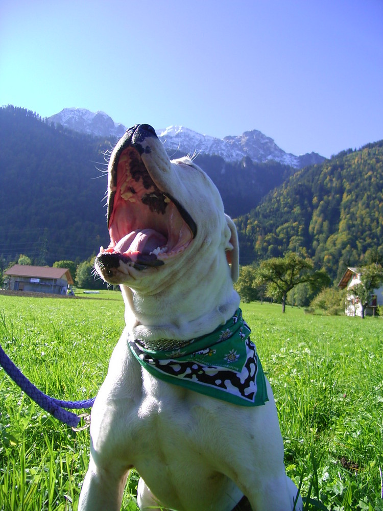 ein bulli macht urlaub in der schweiz