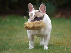 Ein Bully mit seiner Zahnbürste