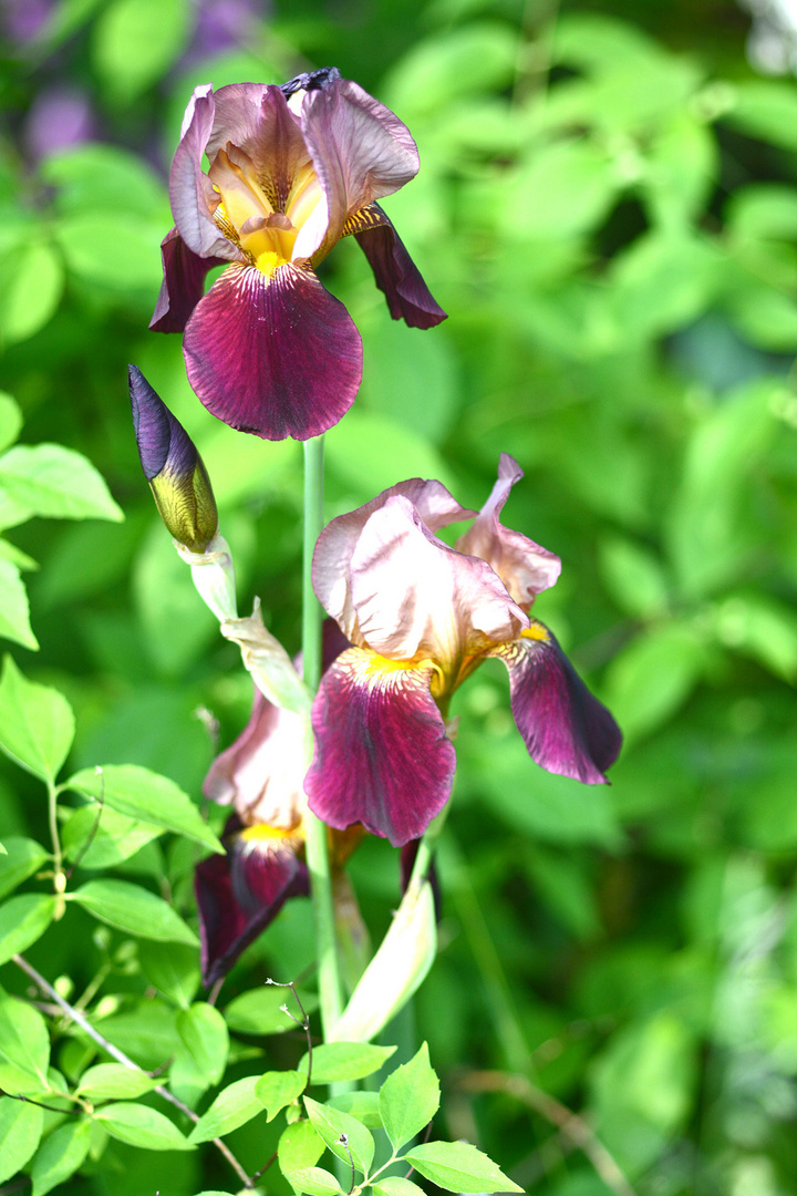 Ein bunte Iris fand ich heute im Garten