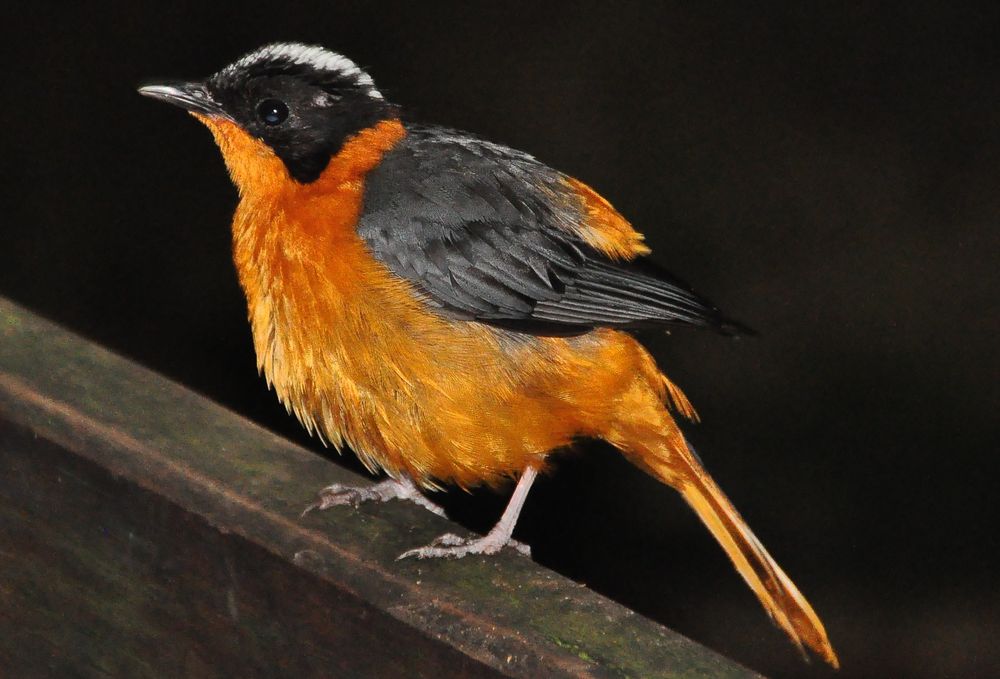 Ein bunter. Foto & Bild tiere, zoo, wildpark & falknerei, vögel