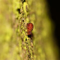 Ein bunter, anscheinend blauäugiger Kugelspringer, etwa 2mm lang: Dicyrtomina saundersi.