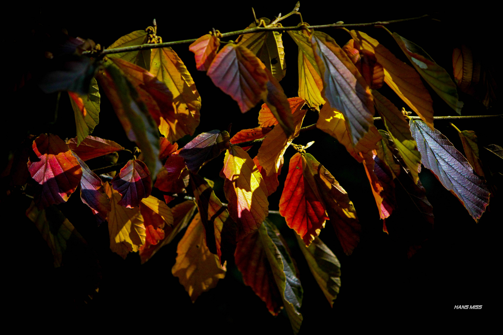 ein bunter Blätter Vorhang