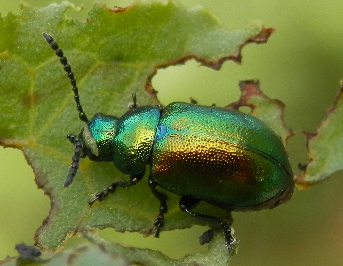 Ein bunter Blattkäfer (Chrysolina sp.) beim Futtern