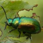 Ein bunter Blattkäfer (Chrysolina sp.) beim Futtern