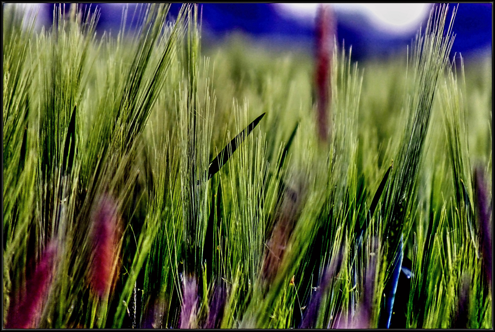 Ein bunter Blick ins Gerstenfeld ...