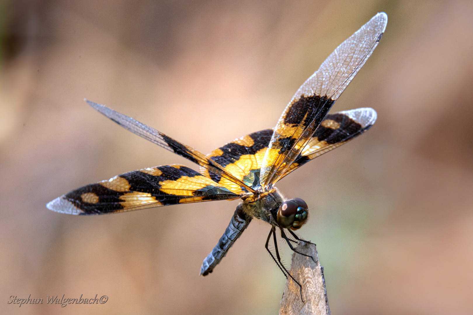 Ein bunter Flatterer (Rhyothemis variegata weiblich)