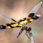 Ein bunter Flatterer (Rhyothemis variegata weiblich)