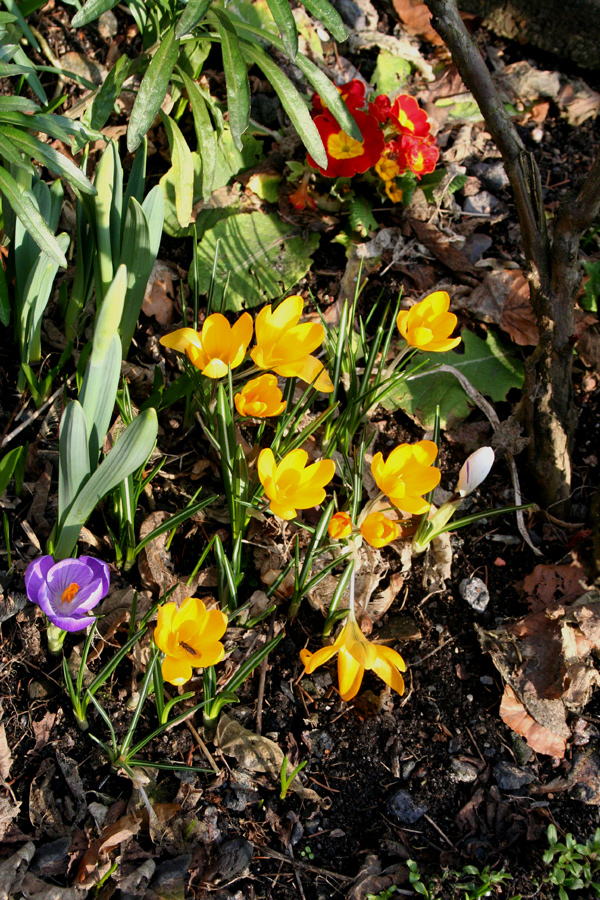 Ein bunter Frühlingsgruß zum Sonntag......