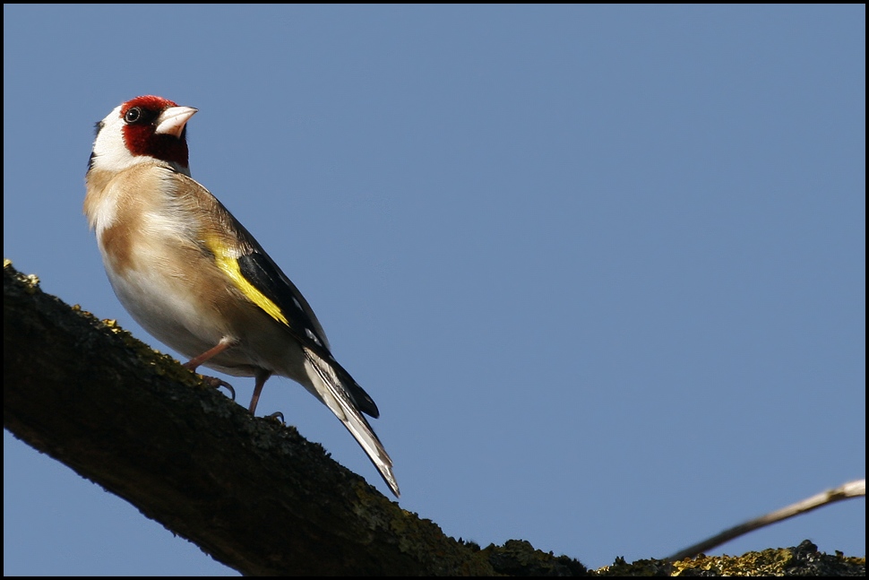 Ein bunter Geselle