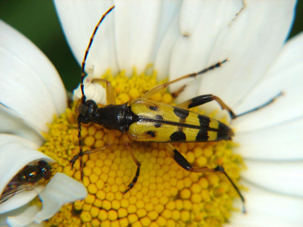 Ein bunter Käfer auf einer Margerite: Der Schmalbock