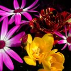 Ein bunter Mix schöner Blumen :-)