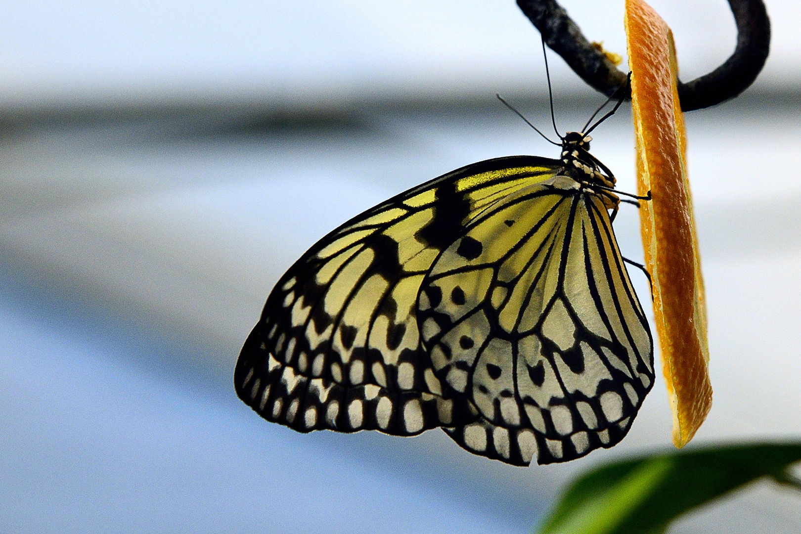 Ein bunter Schmetterling Foto & Bild | natur, insekten, tiere Bilder
