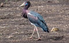 Ein bunter Storch