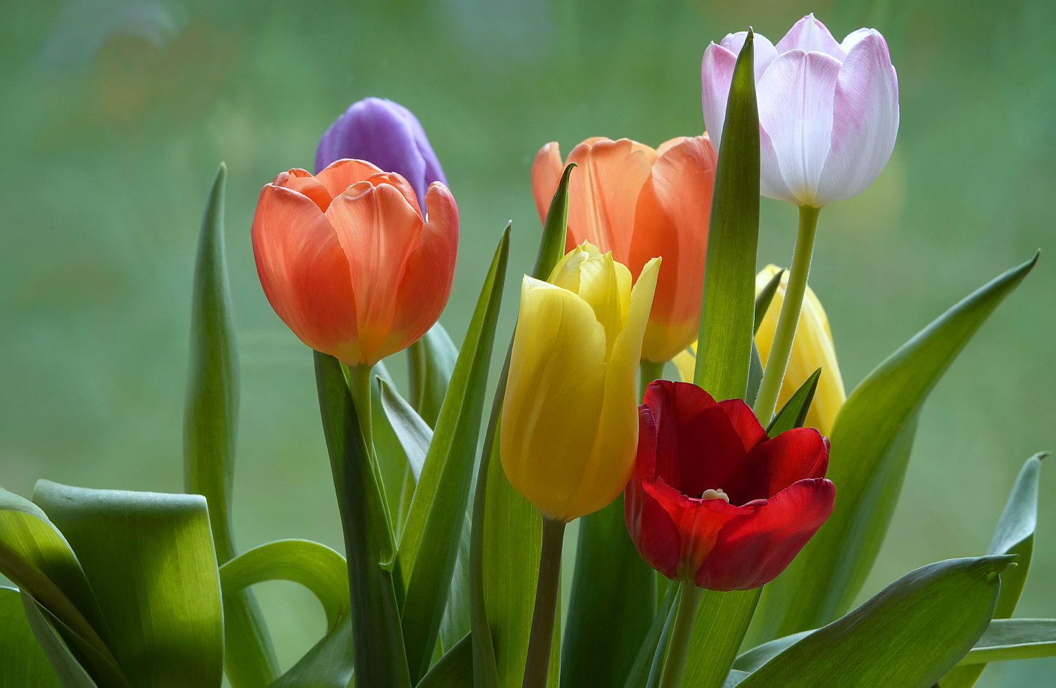 Ein bunter Tulpenstrauß